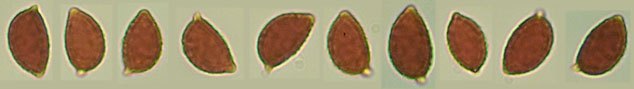 Hebeloma sinapizans